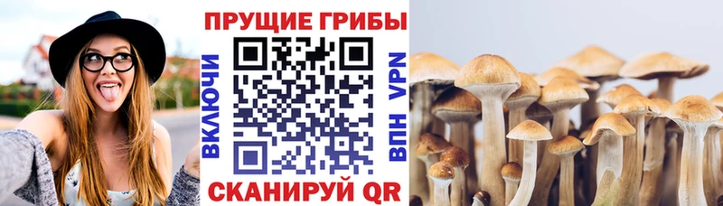 Купить закладки  Нестеровская  Галлюциногенные грибы Cubensis 